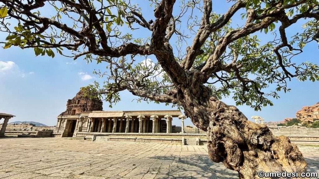 Ancient tree in Vijaya Vittala Temple complex with temple structures in the background, Hampi.